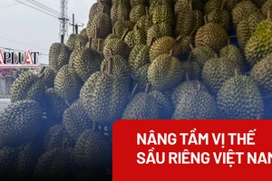 Cần ngăn chặn thu hoạch sầu riêng non 