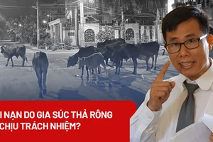 Vụ bò thả rông gây tai nạn chết người: Ai chịu trách nhiệm?