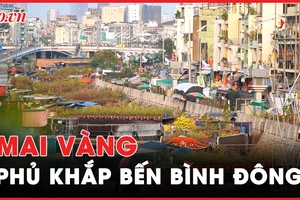 Hàng chục nghìn chậu mai phủ vàng bến Bình Đông 