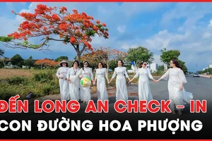 Hoa phượng nở rộ ở Long An, nhiều người đến check-in ôn tuổi học trò