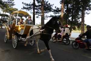 Cấm xe ngựa quanh hồ Xuân Hương: Làm sao giữ được nét riêng Đà Lạt?