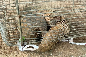 Chuẩn bị đi ngủ thì phát hiện tê tê quý hiếm vào nhà giữa đêm