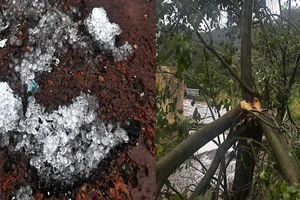 Mưa đá kèm lốc xoáy làm tốc mái nhà, gãy đổ hàng chục cây sầu riêng ở Bảo Lộc