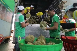 Sầu riêng Lâm Đồng ‘sạch’ vàng O, vượt kiểm tra chất lượng