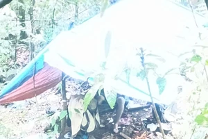 Tử vong khi đi hái lan rừng ở Lâm Đồng