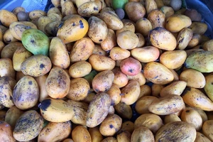 Cách nhận diện xoài “ngậm thuốc”