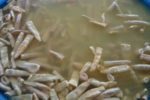 Nhận diện măng 'tắm' hóa chất