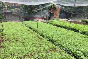 Thoát nghèo nhờ trồng rau sạch