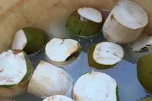 Bán dừa 'tắm trắng' coi chừng mang họa 