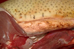 'Phù phép' heo nái thành heo rừng bị phạt ra sao?