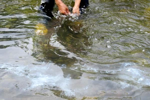 Cẩn thận ung thư nếu ăn nhằm tôm bị rải thuốc