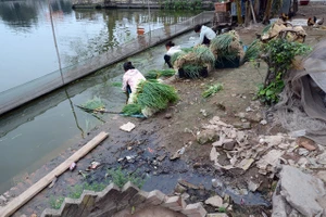 Bị phạt nếu dùng nước không hợp vệ sinh để rửa rau