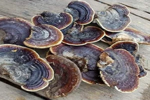 Rước họa với nấm linh chi bị mốc