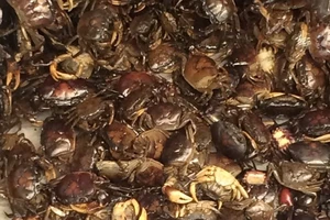 Cẩn trọng với món cua đồng xay sẵn