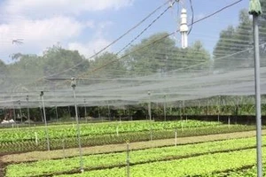 Giới trẻ đến với nông nghiệp sạch