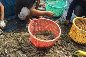 TP.HCM chỉ đạo xử lý việc đưa tạp chất vào tôm