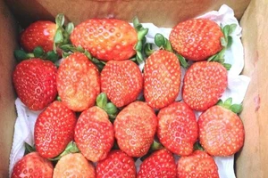 Ăn dâu tây tốt cho người tiểu đường