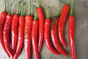 Thực phẩm giúp giảm cân nhanh sau tết