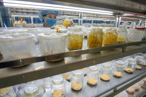 Cách tăng miễn dịch chống virus trong mùa dịch COVID-19