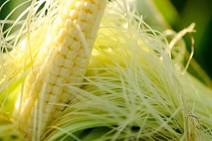 Râu bắp có thể giúp giảm lượng đường trong máu