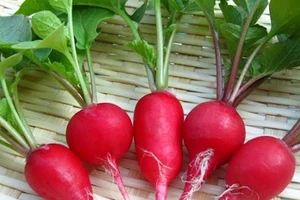 Củ cải đường có thể làm giảm nguy cơ mắc bệnh tim và đột quỵ