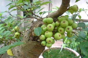 Lợi ích ngăn ngừa bệnh tiểu đường từ quả sung