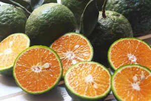 Bất ngờ với lợi ích của hạt cam