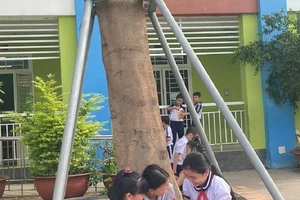 Chống cây đổ bằng khung sắt có phải là giải pháp tốt?