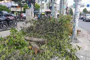 Dân bất ngờ vì nhiều cây xanh còn khỏe bỗng dưng bị đốn hạ