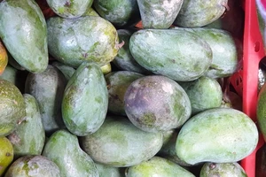 Ăn xoài xanh giúp tăng cường sức khỏe tim mạch