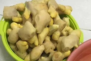 Bất ngờ với công dụng giảm cân của gừng