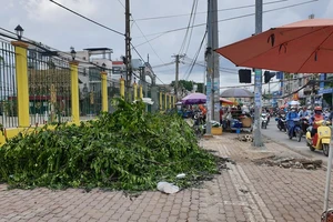 TP.HCM hướng dẫn phương án xử lý cây xanh ở các công trình