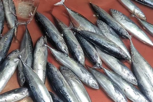 Bí quyết giúp tăng cơ bắp nhanh từ thực phẩm