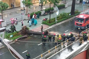 Nguyên nhân cây xanh bật gốc, ngã đè chết người ở quận 10