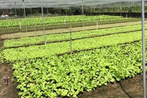 Rau trồng nơi không khí bị ô nhiễm sẽ ảnh hưởng ra sao?