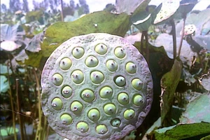 Lợi ích kinh ngạc của hạt sen