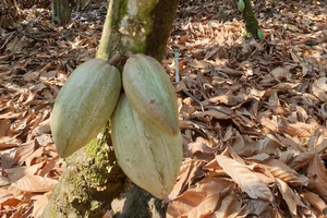 Những thực phẩm, thức uống giúp trí não phát triển cực tốt