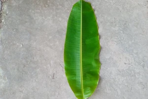 Bất ngờ với công dụng của lá chuối