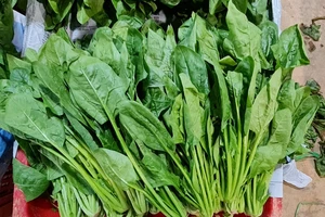 Thực phẩm giàu protein và vitamin B cần bổ sung cho người ăn chay