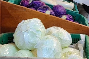 Uống nước bắp cải có thể giúp giải độc rượu