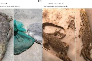 Buôn bán động vật hoang dã tràn lan trên mạng đang gia tăng