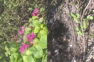 TP.HCM: Nhiều cây xanh trong dải phân cách bị đào trộm