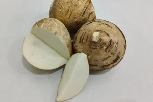 Lợi ích của củ đậu đối với người tiểu đường