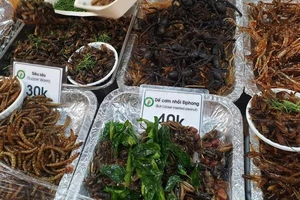 Tiềm ẩn rủi ro khi dùng côn trùng làm thức ăn