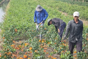 Huyện Bình Chánh trồng cây, xây tiểu cảnh đón tết