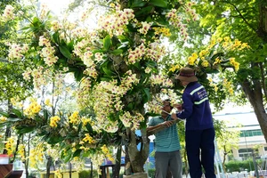 Nhiều tác phẩm độc đáo, quý hiếm ở Hội hoa xuân ở TP.HCM