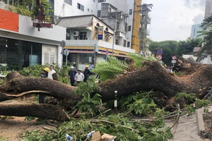 Từ vụ cây đổ tại trường Trần Văn Ơn, TP.HCM chỉ đạo kiểm tra toàn bộ cây xanh 