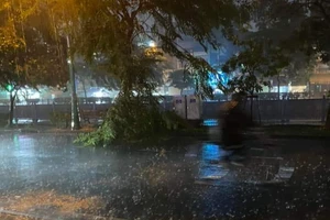 TP.HCM: Mưa to gió lớn làm gãy, đổ cây ở nhiều nơi