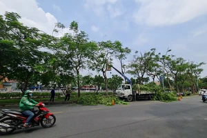 TP.HCM khó khăn trong việc bố trí vốn để phát triển cây xanh