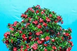 Nhiều hoa, kiểng độc lạ đoạt giải tại hội hoa xuân ở TP.HCM